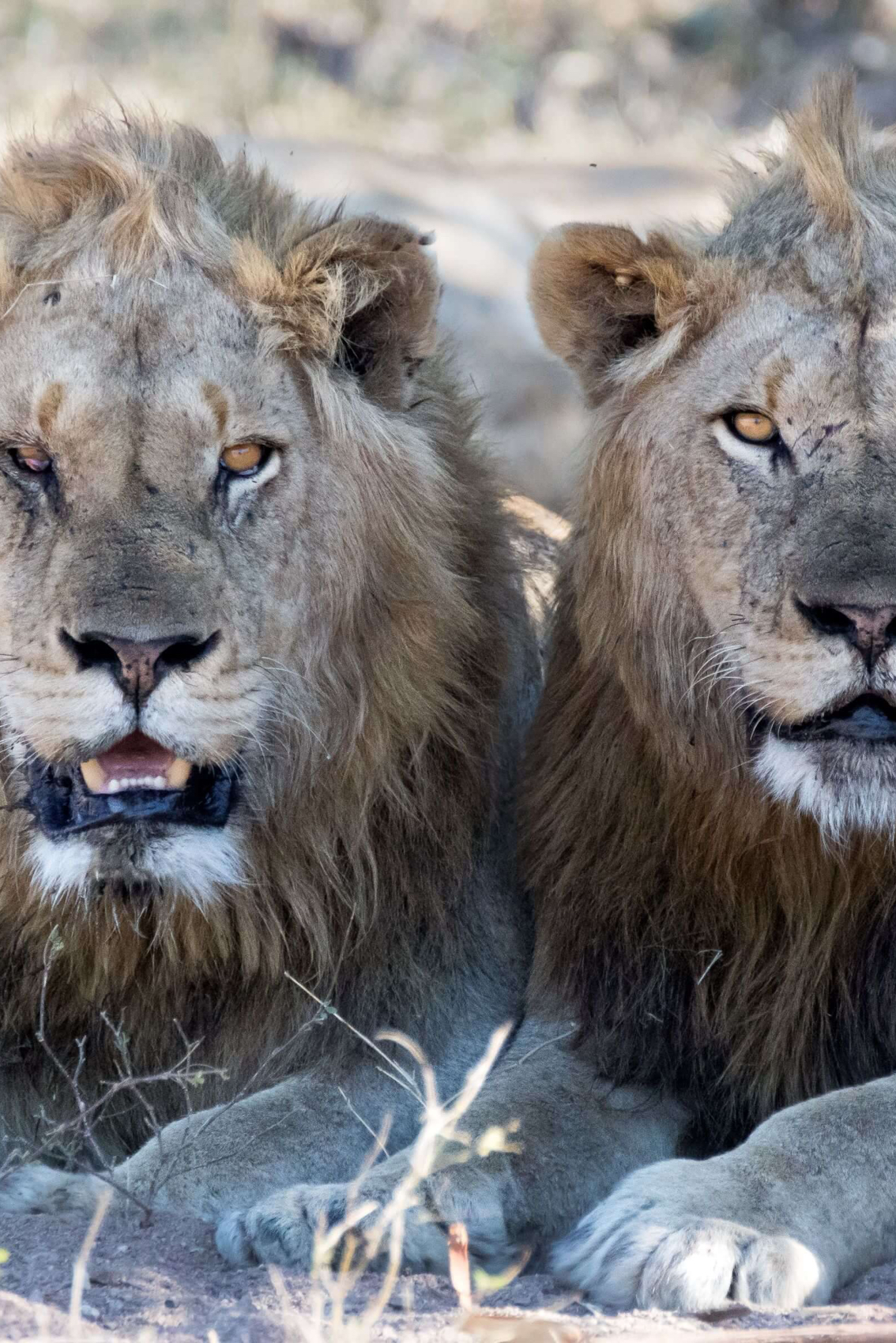 Big Five country