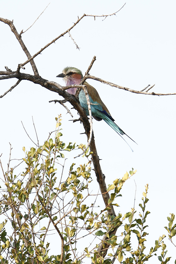 Birding on the reserve