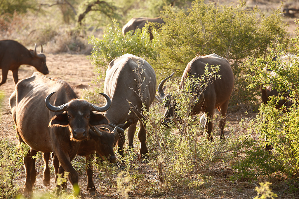 Buffalo