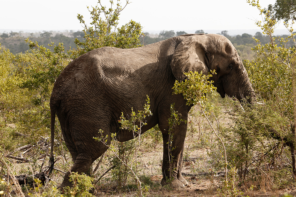 Elephant in the bush