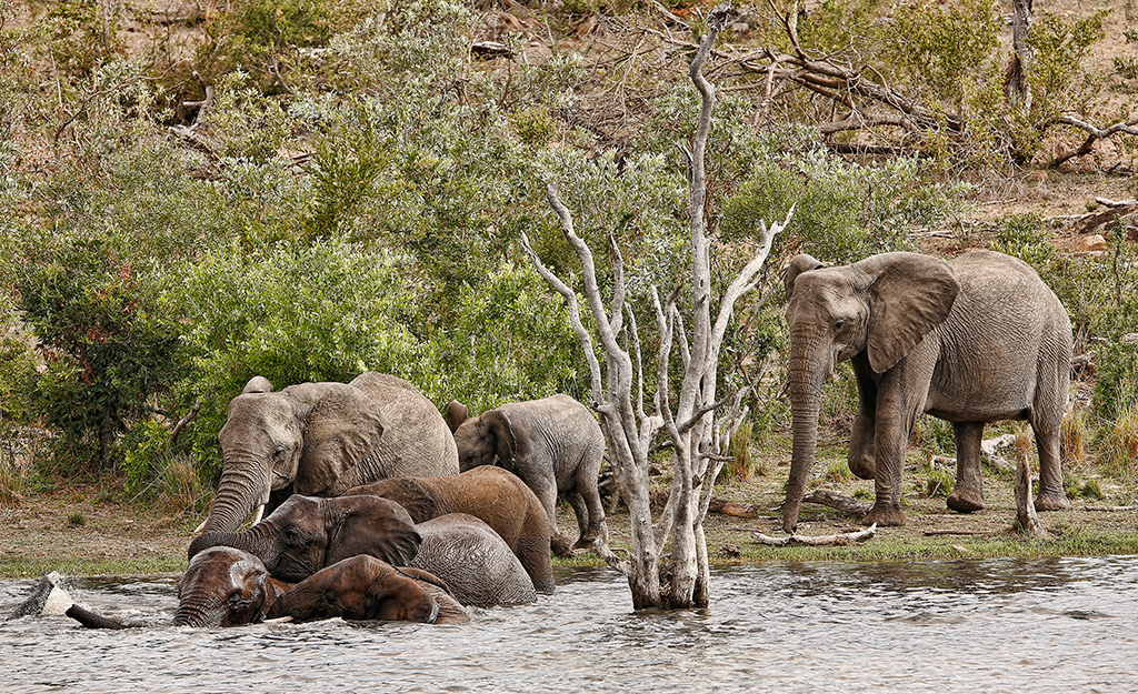 Elephants