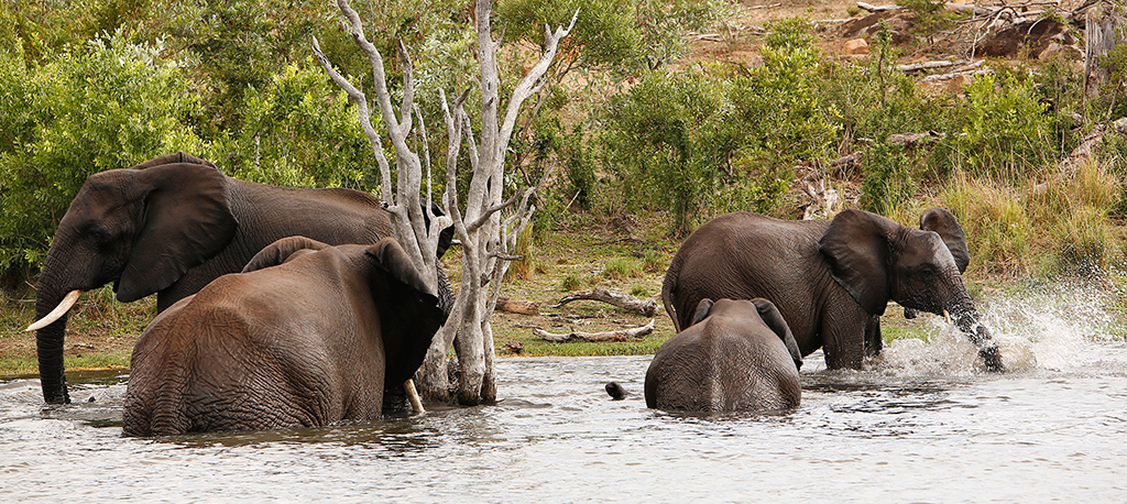 Elephants bathing