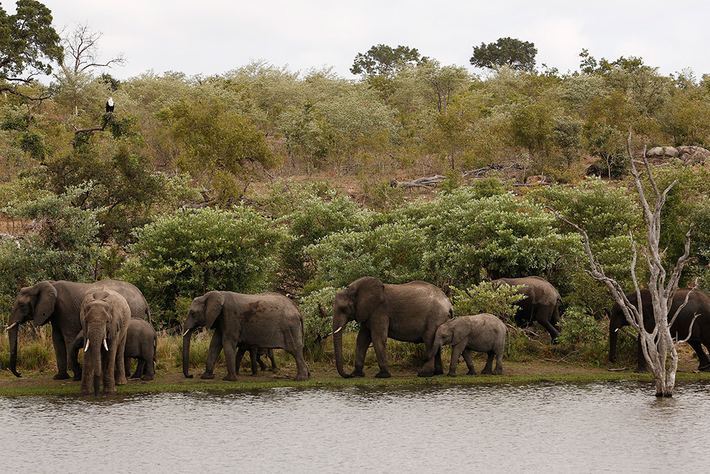 Elephants by the water