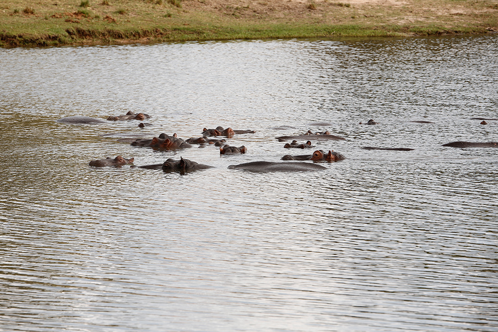 Hippos in the river