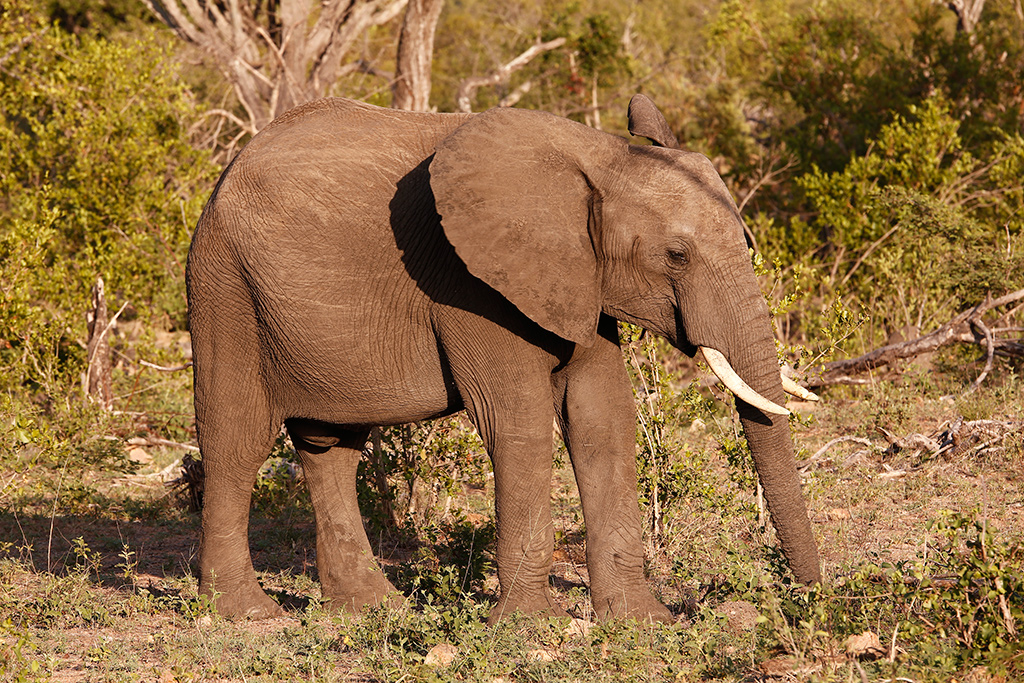 Lone elephant