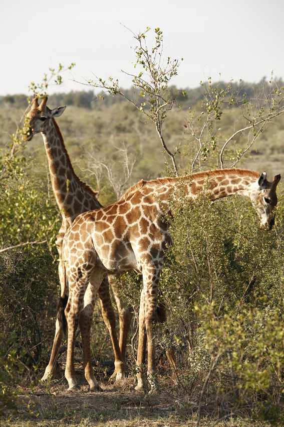 Giraffe